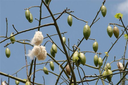 philippines places - Kapok tree, with seed pods opening as they ripen, Bicol, southern Luzon, Philippines, Southeast Asia, Asia Stock Photo - Rights-Managed, Code: 841-03672361