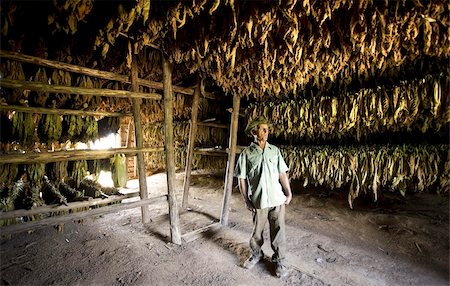 séchage - Tabaculteur debout dans son tabac séchage refuge contre les lignes de séchage du tabac feuilles accrochées sur des étagères en bois, la vallée de Viñales, Pinar Del Rio, Cuba, Antilles, Caraïbes, Amérique centrale Photographie de stock - Rights-Managed, Code: 841-03672421