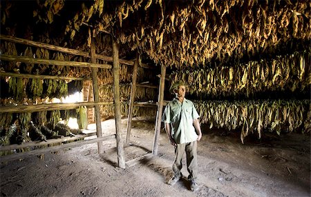 Tabaculteur debout dans son tabac séchage refuge contre les lignes de séchage du tabac feuilles accrochées sur des étagères en bois, la vallée de Viñales, Pinar Del Rio, Cuba, Antilles, Caraïbes, Amérique centrale Photographie de stock - Rights-Managed, Code: 841-03672421