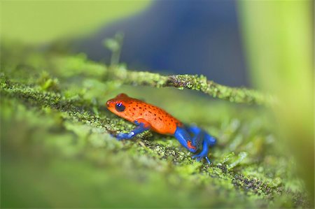 Jeans Blue dart frog (Dendrobates pumilio), Costa Rica, Amérique centrale Photographie de stock - Rights-Managed, Code: 841-03672726