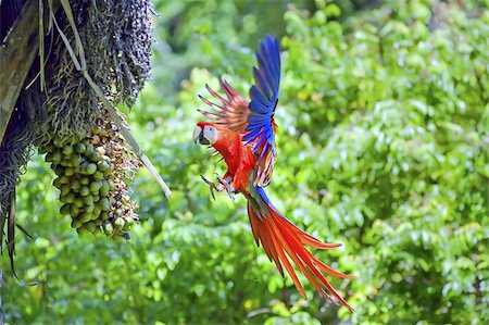 Aras (Ara macao) en vol, Parc National de Corcovado, péninsule d'Osa, Costa Rica, l'Amérique centrale Photographie de stock - Rights-Managed, Code: 841-03672729