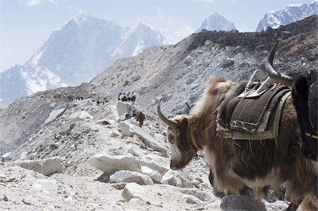 Yak on a trail, Solu Khumbu Everest Region, Sagarmatha National Park, Himalayas, Nepal, Asia Foto de stock - Direito Controlado, Número: 841-03672826