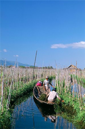 Tomato floating fields, Inle Lake, Shan State, Myanmar (Burma), Asia Stock Photo - Rights-Managed, Code: 841-03673152