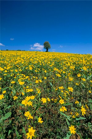 simsearch:841-02916482,k - Fields, road to Pindaya, Shan State, Myanmar (Burma), Asia Foto de stock - Direito Controlado, Número: 841-03673175