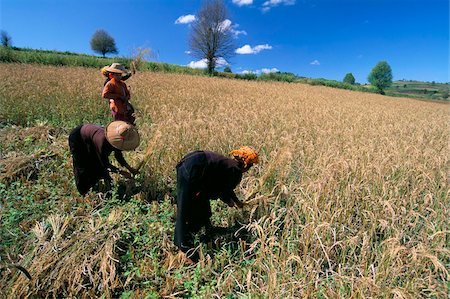 simsearch:841-03673832,k - Pa-O women working in fields, road to Pindaya, Shan State, Myanmar (Burma), Asia Stock Photo - Rights-Managed, Code: 841-03673177