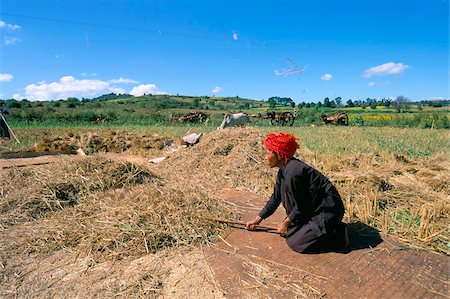 simsearch:841-03673832,k - Pa-O woman working in fields, road to Pindaya, Shan State, Myanmar (Burma), Asia Stock Photo - Rights-Managed, Code: 841-03673179