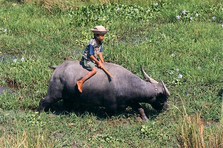 Child with water buffalo, Ayeyarwaddy Division, Myanmar (Burma), Asia Foto de stock - Con derechos protegidos, Código: 841-03673203