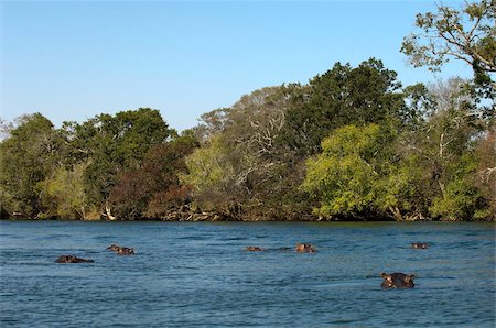 Hippopotamus, Lunga River, Kafue National Park, Zambia, Africa Stock Photo - Rights-Managed, Code: 841-03673345