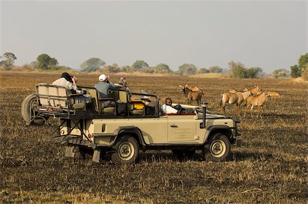 Roan antelope and safari vehicles, Busanga Plains, Kafue National Park, Zambia, Africa Foto de stock - Con derechos protegidos, Código: 841-03673352