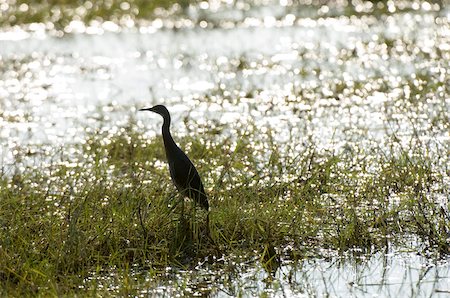 silhouettes of african birds - Juvenile rufous-bellied heron (Ardeola rufiventris), Busanga Plains, Kafue National Park, Zambia, Africa Stock Photo - Rights-Managed, Code: 841-03673367
