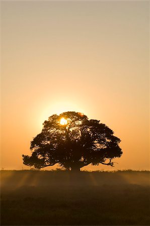 Sunrise, Busanga Plains, Kafue National Park, Zambia, Africa Stock Photo - Rights-Managed, Code: 841-03673373