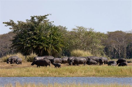 point d'eau - Hippopotame (Hippopotamus amphibius), plaines de Busanga, Parc National de Kafue, en Zambie, Afrique Photographie de stock - Rights-Managed, Code: 841-03673381