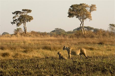 sambier - Löwin und Jungtiere, Busanga Plains, Kafue-Nationalpark, Sambia, Afrika Stockbilder - Lizenzpflichtiges, Bildnummer: 841-03673390