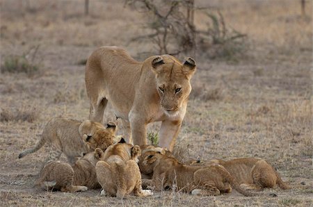 simsearch:841-02824909,k - Lion (Panthera leo) female and cubs, Masai Mara, Kenya, East Africa, Africa Stock Photo - Rights-Managed, Code: 841-03673511