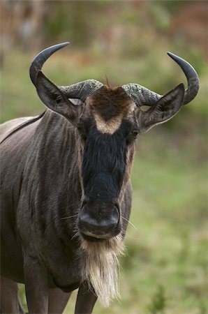 simsearch:6119-08268259,k - Wildebeest (Connochaetes taurinus), Masai Mara, Kenya, East Africa, Africa Stock Photo - Rights-Managed, Code: 841-03673531