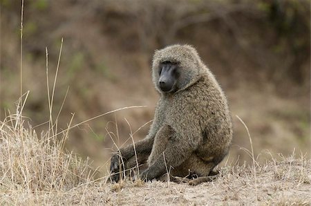 Olive baboon (Papio anubis), Masai Mara, Kenya, East Africa, Africa Foto de stock - Direito Controlado, Número: 841-03673553