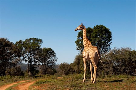 simsearch:841-02944224,k - Giraffe (Giraffa camelopardalis), Kariega Game Reserve, South Africa, Africa Foto de stock - Con derechos protegidos, Código: 841-03673578