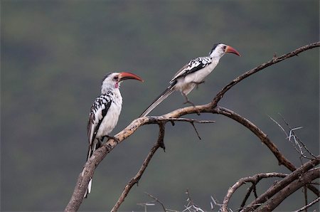 red-billed hornbill - Red-billed hornbills (Tockus enythrorhynchus), Samburu National Park, Kenya, East Africa, Africa Foto de stock - Con derechos protegidos, Código: 841-03673572