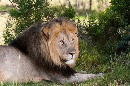simsearch:841-03673591,k - Lion (Panthera leo), Kariega Game Reserve, Afrique du Sud, Afrique Photographie de stock - Rights-Managed, Code: 841-03673586
