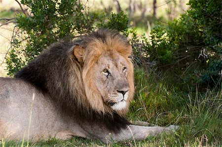 Lion (Panthera leo), Kariega Game Reserve, Afrique du Sud, Afrique Photographie de stock - Rights-Managed, Code: 841-03673586