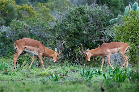 Impala (Aepyceros melampus), Kariega Game Reserve, Afrique du Sud, Afrique Photographie de stock - Rights-Managed, Code: 841-03673588