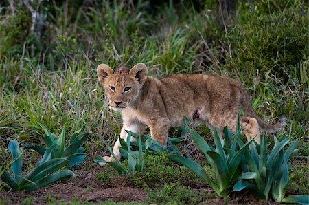 simsearch:841-03061612,k - Lionceau (Panthera leo), Kariega Game Reserve, Afrique du Sud, Afrique Photographie de stock - Rights-Managed, Code: 841-03673583