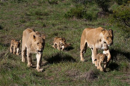 simsearch:841-03673585,k - Lion (Panthera leo), Kariega Game Reserve, Afrique du Sud, Afrique Photographie de stock - Rights-Managed, Code: 841-03673595