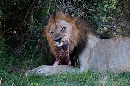 simsearch:841-03673579,k - Lion (Panthera leo) eating a wildebeest, Kariega Game Reserve, South Africa, Africa Foto de stock - Con derechos protegidos, Código: 841-03673591