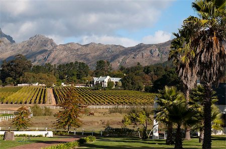 Zorgvliet Wine Estate, Stellenbosch, Cape Province, South Africa, Africa Stock Photo - Rights-Managed, Code: 841-03673614