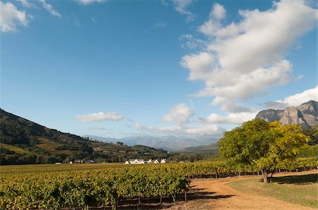 Zorgvliet Wine Estate, Stellenbosch, Province du Cap, Afrique du Sud, Afrique Photographie de stock - Rights-Managed, Code: 841-03673618