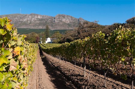 farm scene and africa - Buitenverwachting Wine Farm, Constantia, Cape Province, South Africa, Africa Foto de stock - Con derechos protegidos, Código: 841-03673621