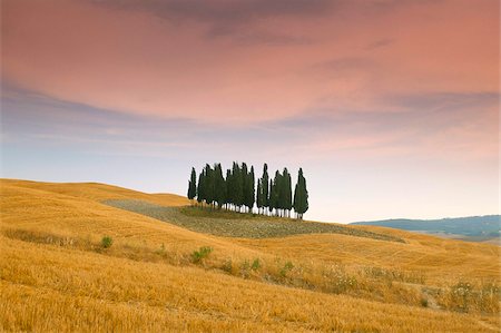 Cyprès dans champ Toscane, Val d'Orcia, province de Sienne, Toscane, Italie, Europe Photographie de stock - Rights-Managed, Code: 841-03673800