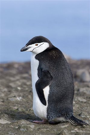 pingüim-antártico - Chinstrap penguin (Pygoscelis antarctica), Aitcho Island, Antarctica, Polar Regions Foto de stock - Direito Controlado, Número: 841-03673911