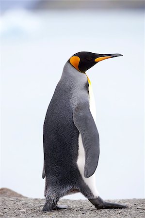 King penguin (Aptenodytes patagonicus), Gold Harbour, South Georgia, Antarctic, Polar Regions Stock Photo - Rights-Managed, Code: 841-03673931