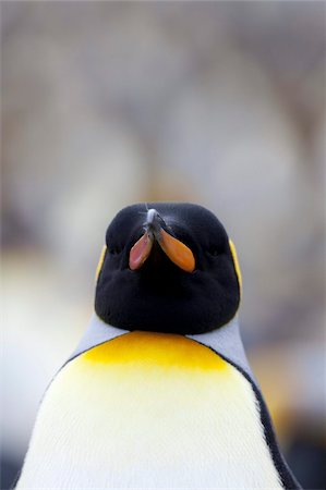 Roi pingouin (Aptenodytes patagonicus), Gold Harbour, Géorgie du Sud, Antarctique, régions polaires Photographie de stock - Rights-Managed, Code: 841-03673933