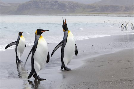 pinguino reale - King penguins (Aptenodytes patagonicus), Salisbury Plain, South Georgia, Antarctic, Polar Regions Fotografie stock - Rights-Managed, Codice: 841-03673977