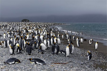 simsearch:841-09255586,k - King penguin colony (Aptenodytes patagonicus), Salisbury Plain, South Georgia, Antarctic, Polar Regions Stock Photo - Rights-Managed, Code: 841-03673978