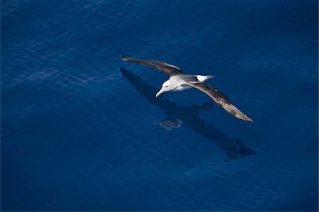 simsearch:841-09255578,k - Royal albatross (Diomedea epomophora), Southern Ocean, Antarctic, Polar Regions Stock Photo - Rights-Managed, Code: 841-03673995