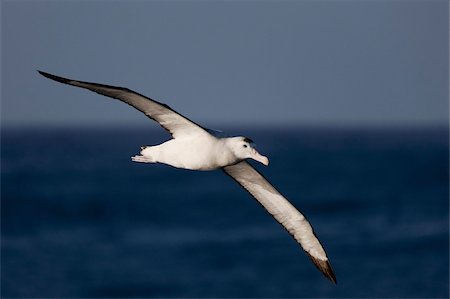 simsearch:841-07082759,k - Albatros (Diomedea exulans), océan du Sud, Antarctique, régions polaires Photographie de stock - Rights-Managed, Code: 841-03673996