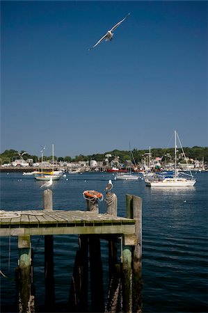 Boats and seagulls in Gloucester Harbor, Gloucester, Massachussetts, New England, United States of America, North America Fotografie stock - Rights-Managed, Codice: 841-03867846