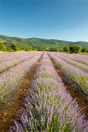 simsearch:841-03870088,k - A field of lavender in Provence, France, Europe Foto de stock - Con derechos protegidos, Código: 841-03867850