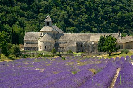 The Abbey de Senanque, a Cistercian abbey surrounded by fields of lavender, Vaucluse, Provence, France, Europe Foto de stock - Con derechos protegidos, Código: 841-03867879