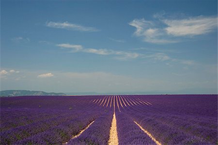 plains - A field of lavender growing on the Valensole Plain, Valensole, Provence, France, Europe Stock Photo - Rights-Managed, Code: 841-03867888