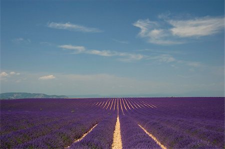 flowers in france - A field of lavender growing on the Valensole Plain, Valensole, Provence, France, Europe Stock Photo - Rights-Managed, Code: 841-03867888