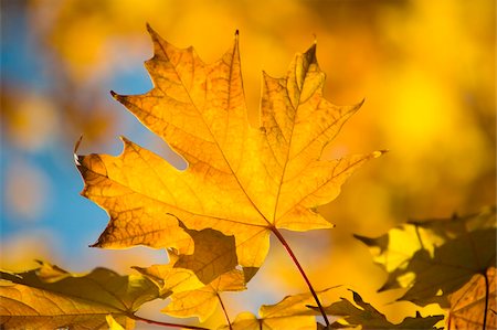 feuille d'érable - Feuilles d'érable jaune vif à l'automne, Vermont, New England, États-Unis d'Amérique, Amérique du Nord Photographie de stock - Rights-Managed, Code: 841-03867895