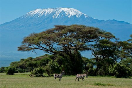 Zebra, Amboseli National Park, with Mount Kilimanjaro in the background, Kenya, East Africa, Africa Stock Photo - Rights-Managed, Code: 841-03867948