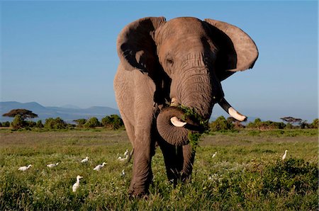 elephant with a bird - A solitary bull elephant feeding, and egrets, Amboseli National Park, Kenya, East Africa, Africa Foto de stock - Con derechos protegidos, Código: 841-03867952