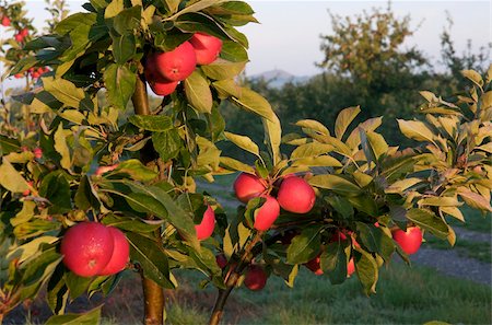 somerset - Apple orchard, Somerset, England, United Kingdom, Europe Foto de stock - Con derechos protegidos, Código: 841-03867980