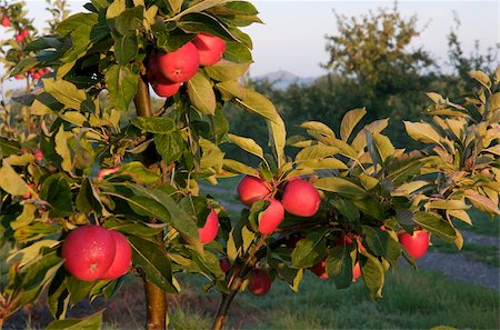 fruit orchards of europe - Apple orchard, Somerset, England, United Kingdom, Europe Stock Photo - Rights-Managed, Code: 841-03867980