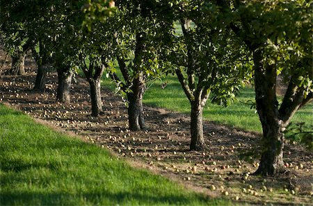 Cider apples ready for harvesting, Somerset, England, United Kingdom, Europe Fotografie stock - Rights-Managed, Codice: 841-03867981